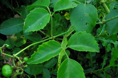 Cây dược liệu cây Dây vác rừng, Mùi tử qua - Tetrastigma harmandii Planch