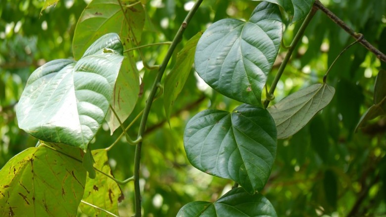 Cây dược liệu cây Dây táo, Dây đông cầu - Anamirta cocculus (L.) Wight et Arn