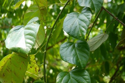 Cây dược liệu cây Dây táo, Dây đông cầu - Anamirta cocculus (L.) Wight et Arn