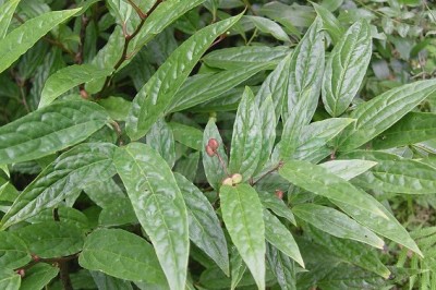 Cây dược liệu cây Dây thành phong, Cốt khí - Sabia dielsii Lévl. (S. olacifolia Stapf ex Chen)