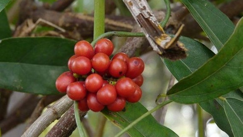 Cây dược liệu cây Dây sương sâm, Dây xanh ba nhị - Tiliacora triandra (Colebr.) Diels