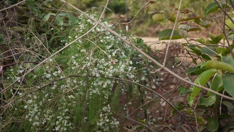 Cây dược liệu cây Dây tóc tiên, Dây tút thiên nhọn - Asparagus acerosus Roxb