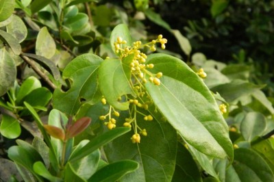 Cây dược liệu cây Dây sương sâm nhọn, Dây xanh nhọn - Tiliacora acuminata (Lam.) Miers