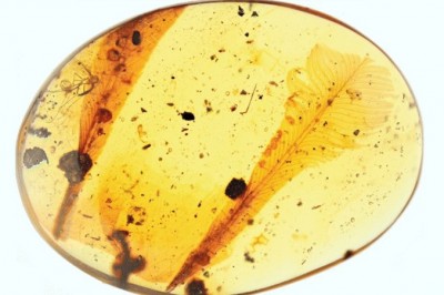 Lông đuôi chim tiền sử mắc kẹt 100 triệu năm trong hổ phách