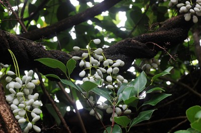 Cây dược liệu cây Dây song bào - Diploclisia glaucescens (Blume) Diels