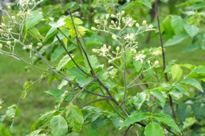 Cây dược liệu cây Hồng bì rừng - Clausena dunniana Lévl. er Fedde