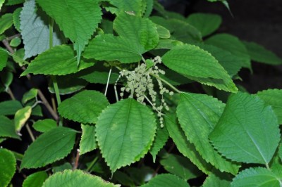 Cây dược liệu cây Ðay suối, Me đỏ, Me sót, Gai Bắc bộ - Boehmeria tonkinensis Gagnep