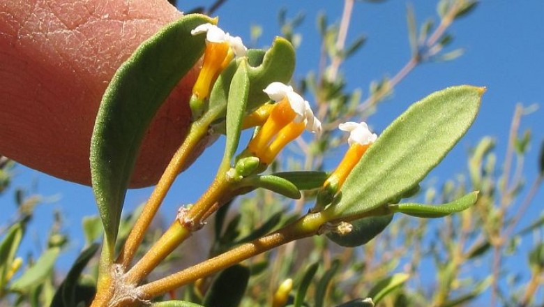 Cây dược liệu cây Dây sen, Ngôn vàng - Alyxia flavescens