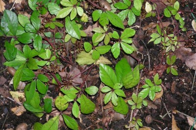 Cây dược liệu cây Dây quai tròn - Tetrastigma obtectum (Wall.) Planch