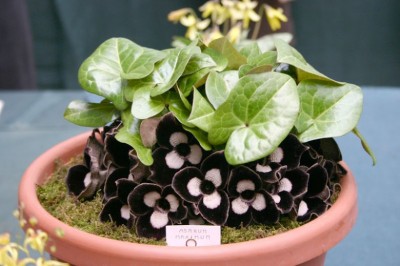 Cây dược liệu cây Hoa tiên to, Trầu tiên - Asarum maximum Hemsl