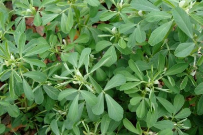 Cây dược liệu cây Hồ lô ba - Trigonella faenum graecum L