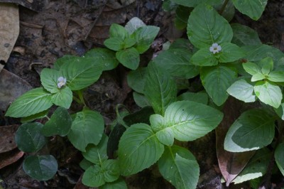 Cây dược liệu cây Hồi nước, Quế đất - Limnophila rugosa (Roth) Merr. (Herpestis rugosa Roth)