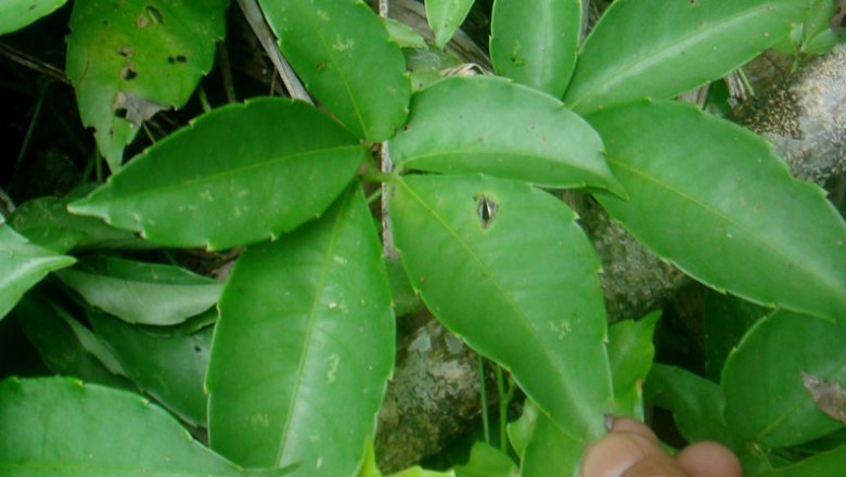 Cây dược liệu cây Dây quai bị lá thon, Tứ thư thon - Tetrastigma lanceolarium (Roxb.) Planch. (Cissus lanceolaria Roxb.)