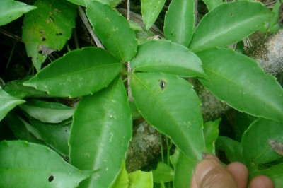 Cây dược liệu cây Dây quai bị lá thon, Tứ thư thon - Tetrastigma lanceolarium (Roxb.) Planch. (Cissus lanceolaria Roxb.)