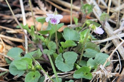 Cây dược liệu cây Hoa tím khiêm, Rau cẩn - Viola verecunda A. Gray
