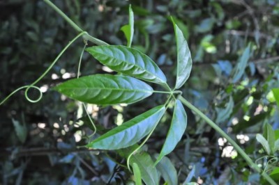 Cây dược liệu cây Dây quai ba lô - Tetrastigma planicaule (Hook. f.) Gagnep