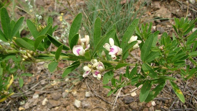 Cây dược liệu cây Hồ chi, Lẳng le - Lespedeza juncea (L.f.) Pers var. sericea (Thunb.) Lace et Hemsl (Hedysarum junceam l.f.L. cuneala (Dum. - Cours.) G.Don)