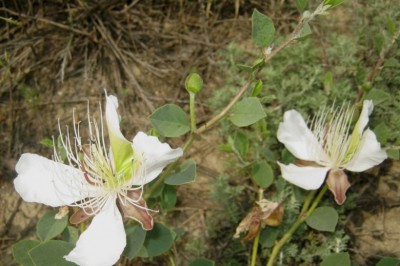 Cây dược liệu cây Dây quần quân, Dây van, Dây độc mộc ô, Cáp Thorel - Capparis thorelii Gagnep. var. pranensis Pierre ex Gagnep