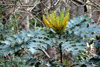 Cây dược liệu cây Hoàng liên ô rô, Hoàng bá gai - Mahonia nepalensis DC, (M. annamica Gagnep.)