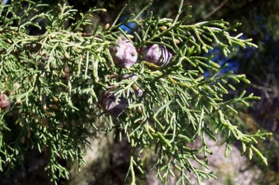 Cây dược liệu cây Hoàng đàn, Hoàng đàn liễu, Hoàng đàn cành rủ, Ngọc am - Cupressus funebris Endl