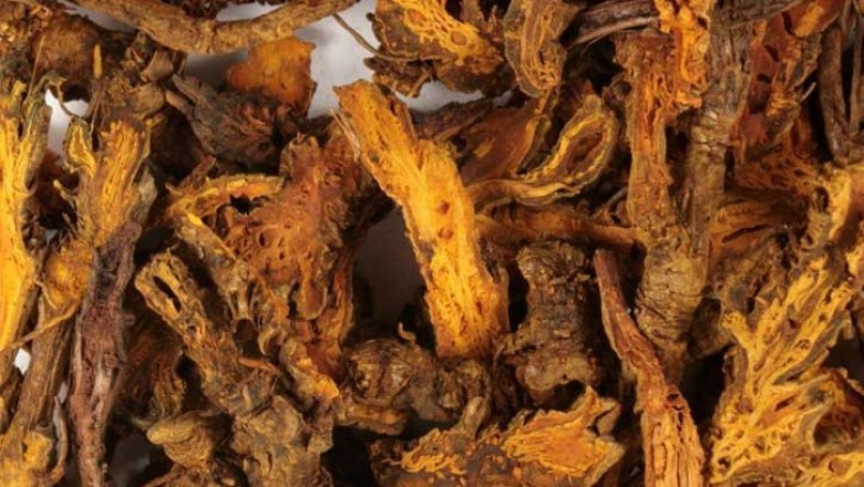 Cây dược liệu cây Hoàng liên - Coptis chinensis Franch