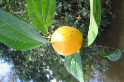 Cây dược liệu cây Hoàng nàn, Mã tiền lá quế, Vỏ đoãn - Strychnos wallichiana Stend. ex. DC. (S. gaulthierana Pierre ex Dop)