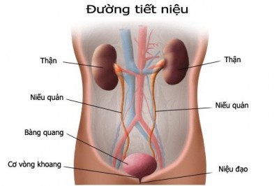 Bệnh Viêm đường tiết niệu