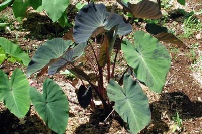 Một ngôi làng không người bệnh ung thư, nhờ ăn loại củ vừa trồng nhiều lại rẻ