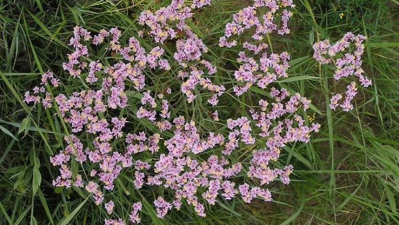 Cây dược liệu cây Hải anh - Limonium bicolor (Bunge) Kuntze (Statice bicolor Bunge)