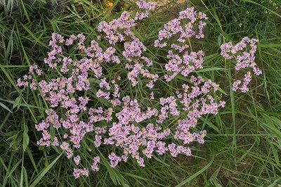 Cây dược liệu cây Hải anh - Limonium bicolor (Bunge) Kuntze (Statice bicolor Bunge)