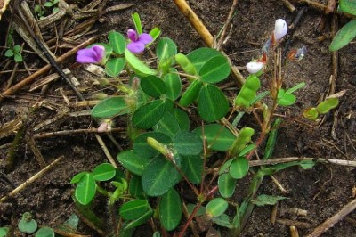 Cây dược liệu cây Hàn the, Sơn lục đậu - Desmodium heterophyllum (Willd.) DG