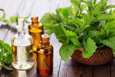 Tác dụng và cách dùng tinh dầu bạc hà