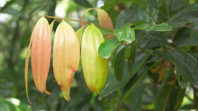 Cây dược liệu cây Hậu phác nam, Quế rừng - Cinnamomum iners Reiuw, ex Blume