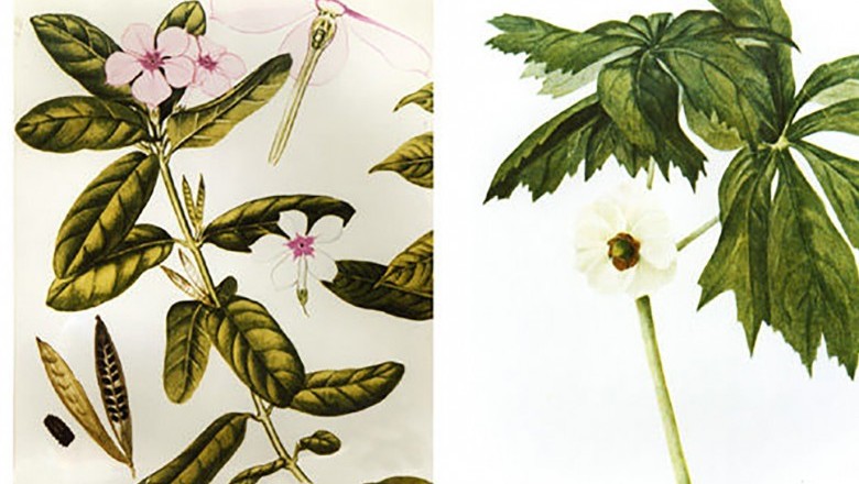 Thuốc chống ung thư từ dược liệu dân gian