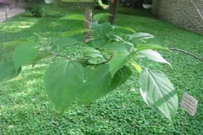 Cây dược liệu cây Hải thông, Ngọc nữ quan - Clerodendrum mandarinorum Diels