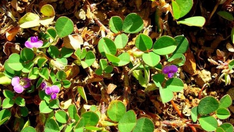 Cây dược liệu cây Hàn the ba hoa - Desmodium triflorum (L.,) DC