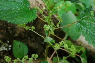 Cây dược liệu cây Han voi, Mán voi - Dendrocnide urentissima (Gagnep.) Chew, (Laportea urentissima Gagnep)