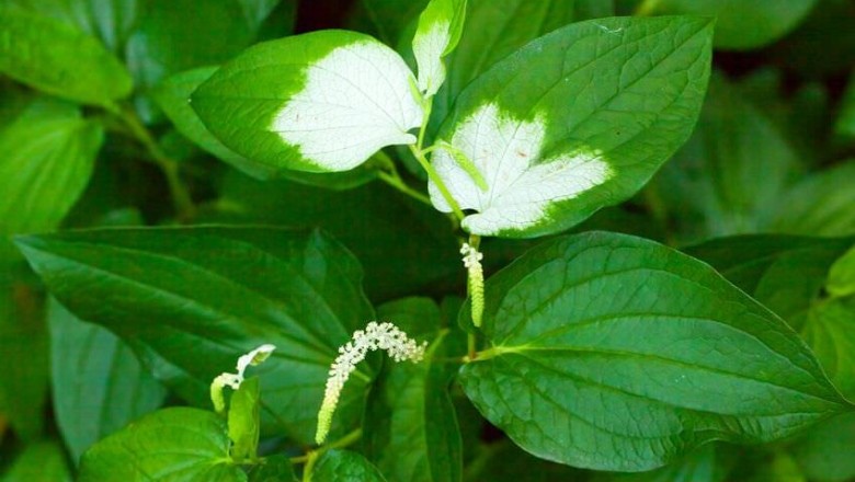 Nghiên cứu thành phần hóa học của tinh dầu lá Hàm ếch - Saururus chinensis (Lour.) Hort. ex Loud