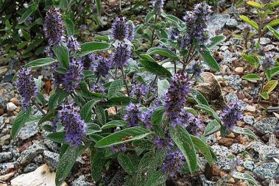 Cây dược liệu cây Hoàng cầm Nam bộ, Thuận Nam bộ - Scutellaria cochinchinensis Briq