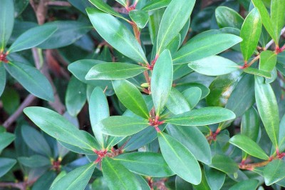 Cây dược liệu cây Hậu bì hương, Giang hoa trần - Ternstroemia gymnanthera (Wight et Arn.) Sprague (Cleyera gymnanthera Wight et Arn.)