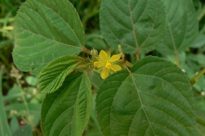 Cây dược liệu cây Ðay quả dài, Rau đay - Corchorus olitorius L