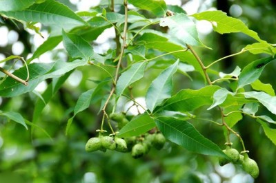 Cây Dầu choòng - Delavaya toxocarpa Franch