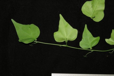 Cây Dây phục linh, Thư diệp tim - Adenia parviflora (Blanco) Cusset (A. cardiophylla (Mast.) Engl.)