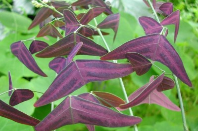 Cây dược liệu cây Ðậu cánh dơi, Lương thảo dơi - Christia vespertilionis (L.f.) Bakh, f