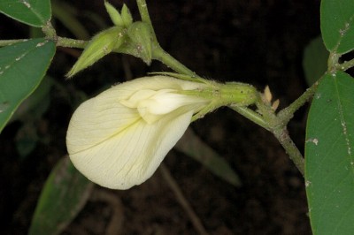 Cây dược liệu cây Ðậu biếc lông vàng - Clitoria hanceana Hemsl. var. laureola Gagnep