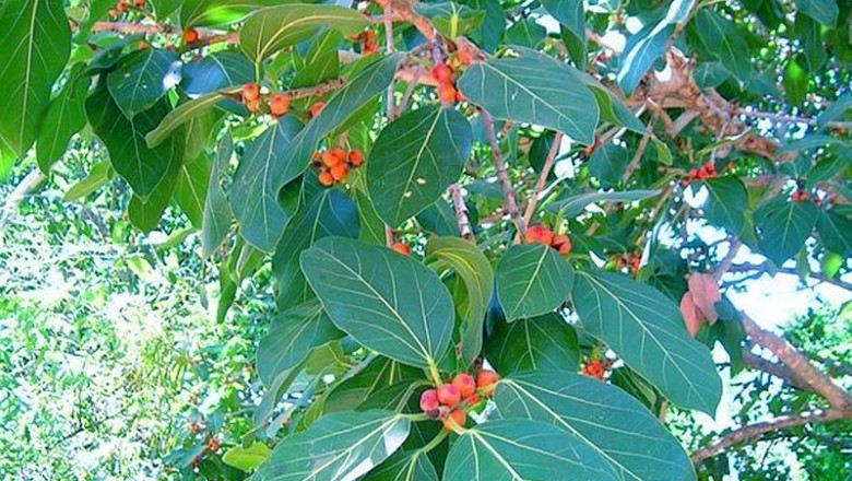 Cây dược liệu cây Ða tròn lá, Ða xoan - Ficus benghalensis L