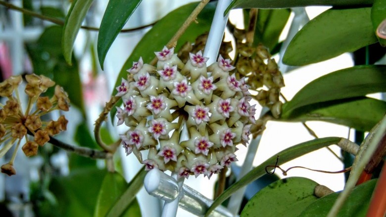 Cây Dây lưỡi lợn - Hoya parasitica (Roxb.) Wall. et Traill