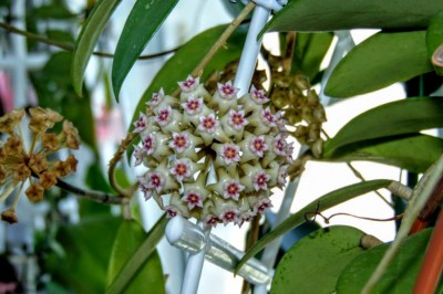 Cây Dây lưỡi lợn - Hoya parasitica (Roxb.) Wall. et Traill