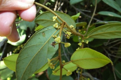 Cây Dây mề gà - Limacia scandens Lour. (L. velutina Miers)