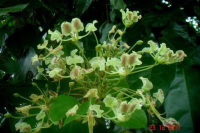 Cây Dây mấu, Mấu đỏ, Cánh dơi - Bauhinia bracteata (Benth.) Baker subsp. bracteata